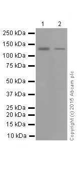 Western blot - Anti-Vinculin antibody [EPR8185] - Loading Control (ab129002), expandable thumbnail