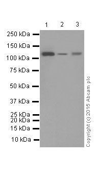 Western blot - Anti-Vinculin antibody [EPR8185] - Loading Control (AB129002), expandable thumbnail