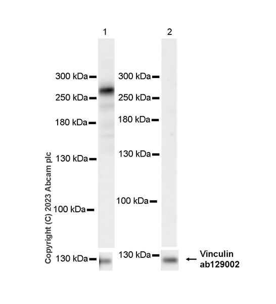 Western blot - Anti-Vinculin antibody [EPR8185] - Loading Control (ab129002), expandable thumbnail