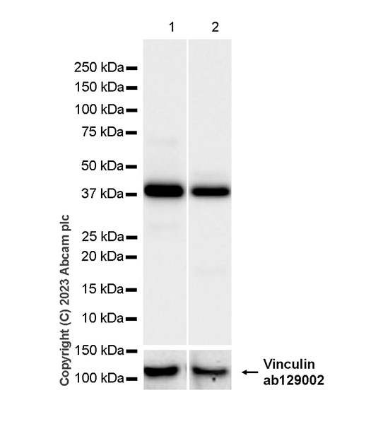 Western blot - Anti-Vinculin antibody [EPR8185] - Loading Control (ab129002), expandable thumbnail