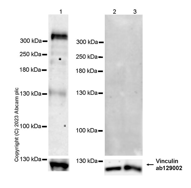 Western blot - Anti-Vinculin antibody [EPR8185] - Loading Control (ab129002), expandable thumbnail
