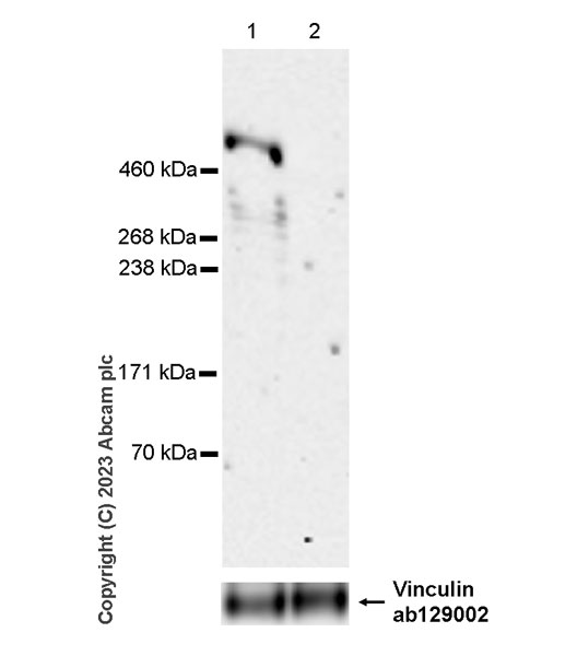 Western blot - Anti-Vinculin antibody [EPR8185] - Loading Control (ab129002), expandable thumbnail