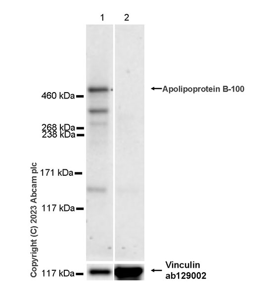 Western blot - Anti-Vinculin antibody [EPR8185] - Loading Control (ab129002), expandable thumbnail