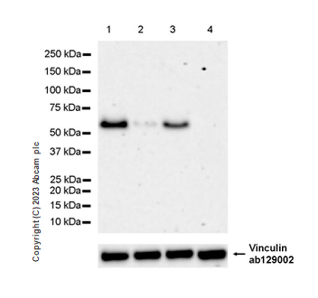 Western blot - Anti-Vinculin antibody [EPR8185] - Loading Control (ab129002), expandable thumbnail