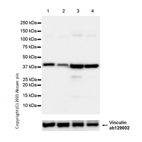 Western blot - Anti-Vinculin antibody [EPR8185] - Loading Control (ab129002), expandable thumbnail