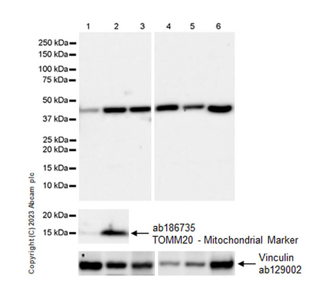 Western blot - Anti-Vinculin antibody [EPR8185] - Loading Control (ab129002), expandable thumbnail