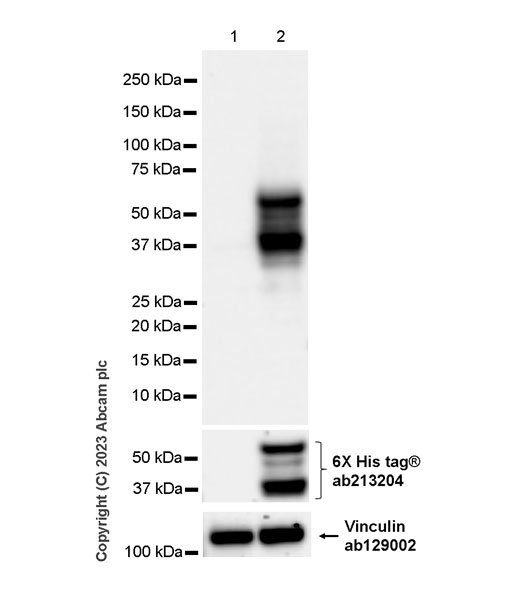 Western blot - Anti-Vinculin antibody [EPR8185] - Loading Control (ab129002), expandable thumbnail