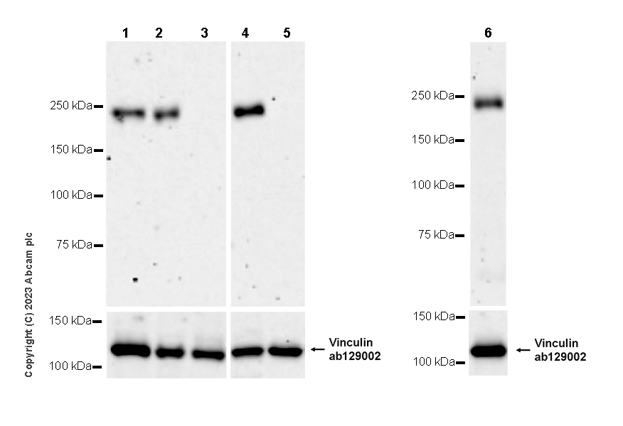 Western blot - Anti-Vinculin antibody [EPR8185] - Loading Control (ab129002), expandable thumbnail