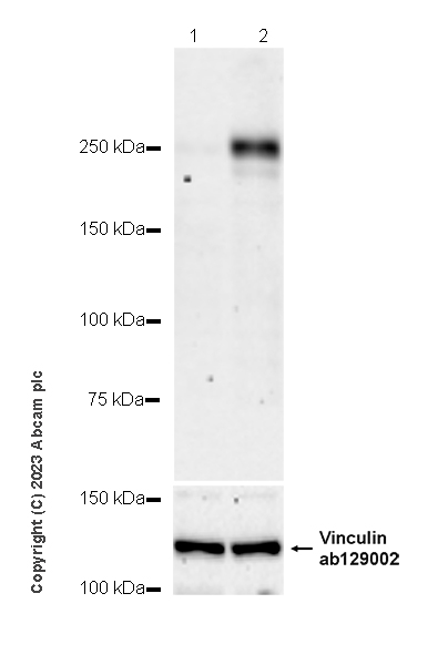 Western blot - Anti-Vinculin antibody [EPR8185] - Loading Control (ab129002), expandable thumbnail