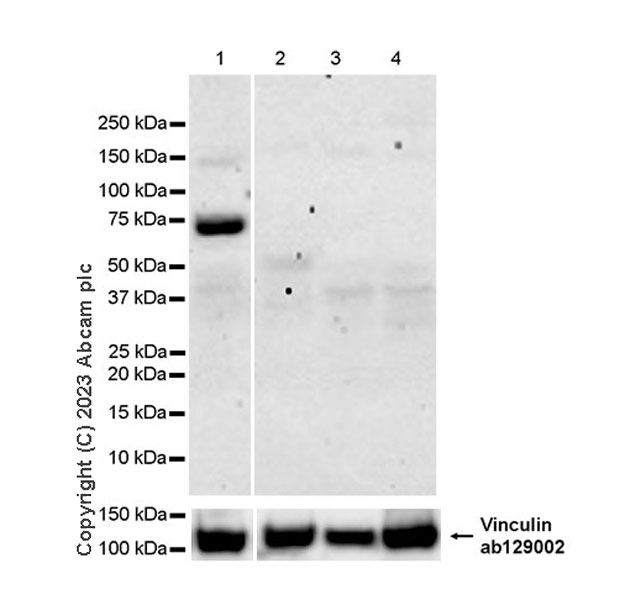 Western blot - Anti-Vinculin antibody [EPR8185] - Loading Control (ab129002), expandable thumbnail