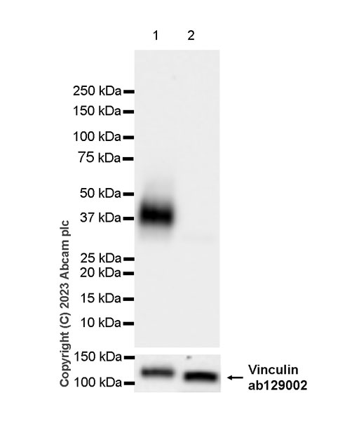 Western blot - Anti-Vinculin antibody [EPR8185] - Loading Control (ab129002), expandable thumbnail