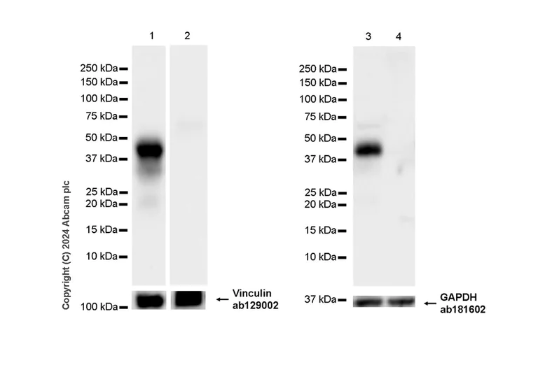 Western blot - Anti-Vinculin antibody [EPR8185] - Loading Control (AB129002)