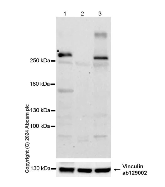 Western blot - Anti-Vinculin antibody [EPR8185] - Loading Control (AB129002)