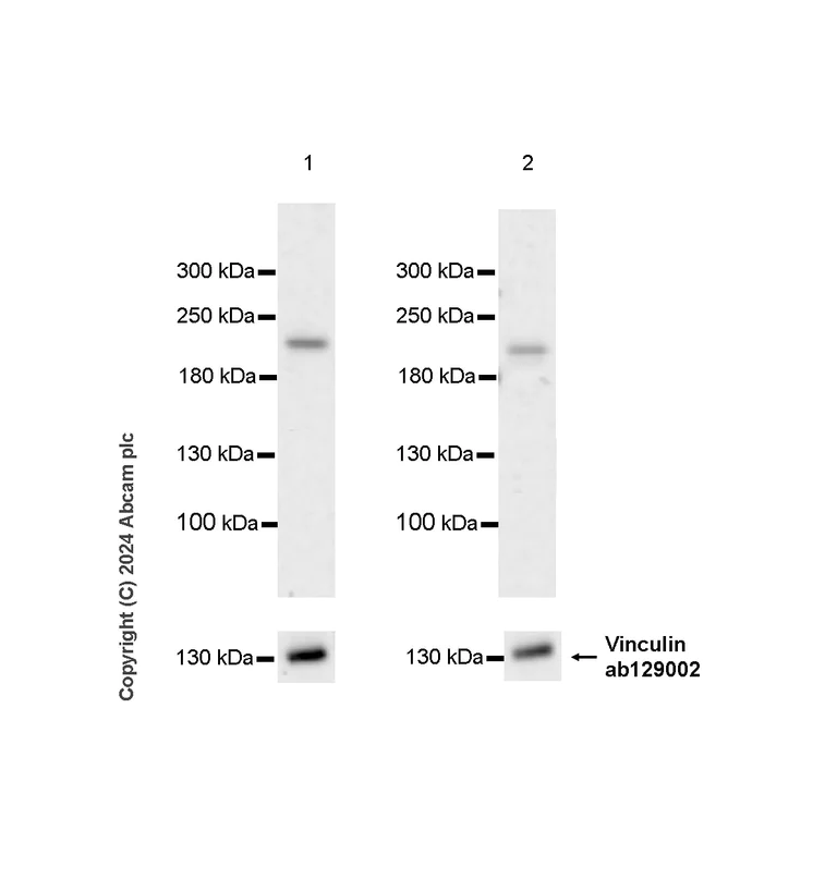 Western blot - Anti-Vinculin antibody [EPR8185] - Loading Control (AB129002)