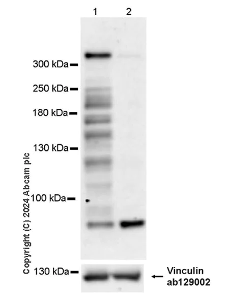 Western blot - Anti-Vinculin antibody [EPR8185] - Loading Control (AB129002)