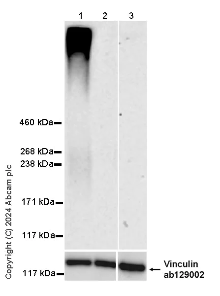 Western blot - Anti-Vinculin antibody [EPR8185] - Loading Control (AB129002)