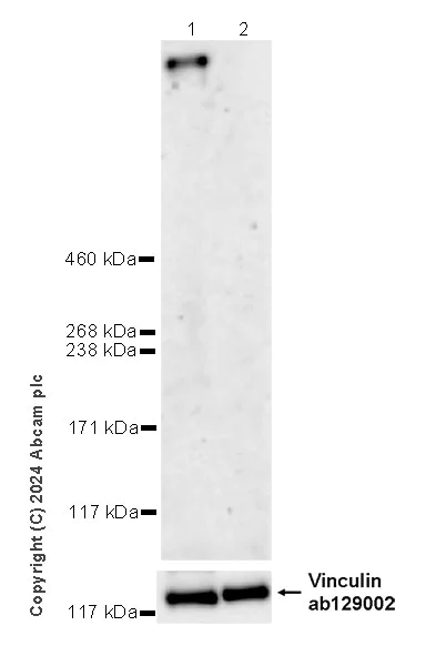 Western blot - Anti-Vinculin antibody [EPR8185] - Loading Control (AB129002)