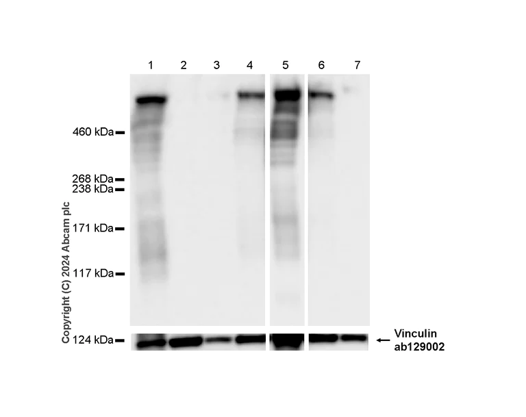 Western blot - Anti-Vinculin antibody [EPR8185] - Loading Control (AB129002)