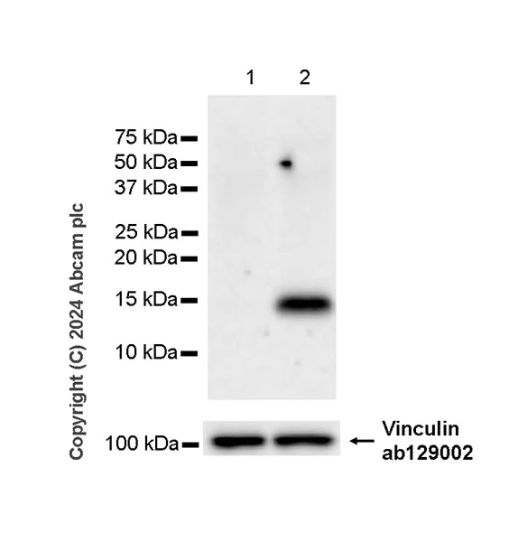 Western blot - Anti-Vinculin antibody [EPR8185] - Loading Control (AB129002)