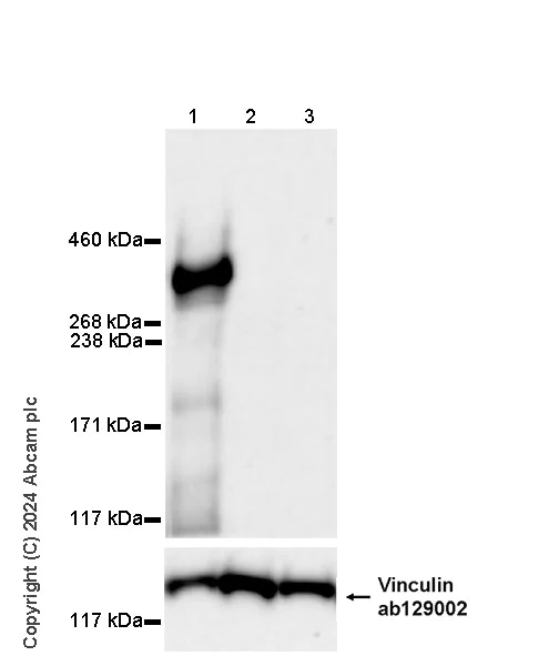 Western blot - Anti-Vinculin antibody [EPR8185] - Loading Control (AB129002)