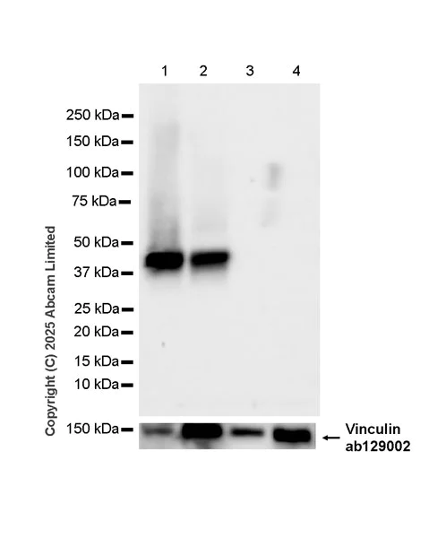 Western blot - Anti-Vinculin antibody [EPR8185] - Loading Control (AB129002)