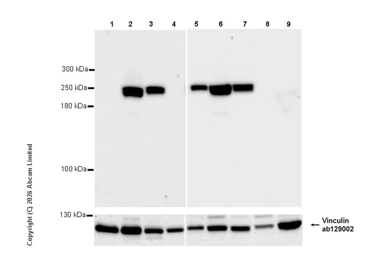 Western blot - Anti-Vinculin antibody [EPR8185] - Loading Control (AB129002)