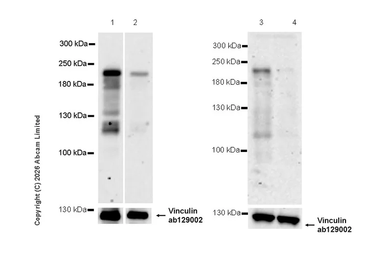 Western blot - Anti-Vinculin antibody [EPR8185] - Loading Control (AB129002)