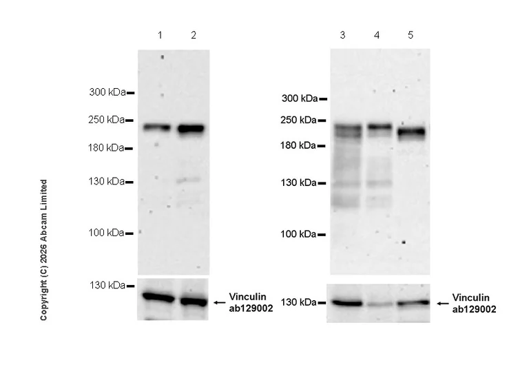 Western blot - Anti-Vinculin antibody [EPR8185] - Loading Control (AB129002)