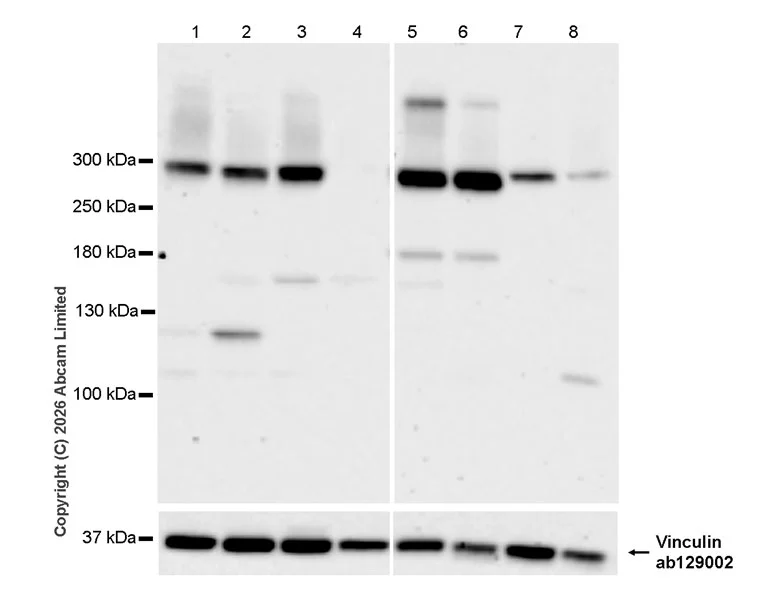 Western blot - Anti-Vinculin antibody [EPR8185] - Loading Control (AB129002)