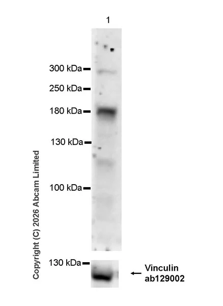 Western blot - Anti-Vinculin antibody [EPR8185] - Loading Control (AB129002)