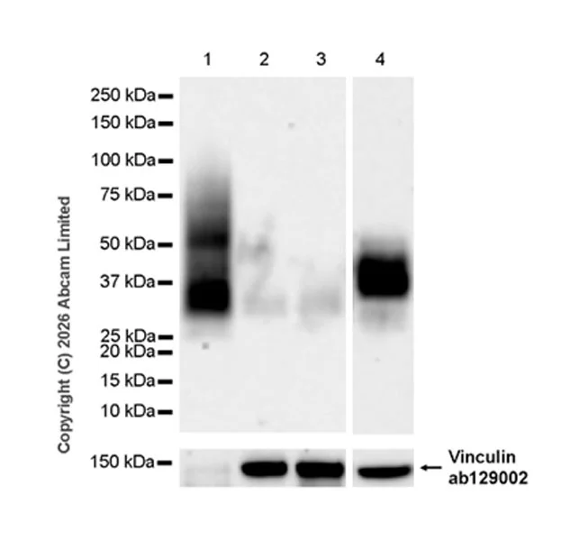 Western blot - Anti-Vinculin antibody [EPR8185] - Loading Control (AB129002)