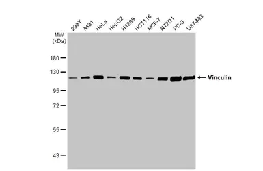Western blot - Anti-Vinculin antibody [HL1873] - BSA and Azide free (AB313865)