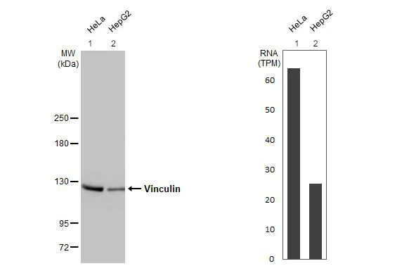 Western blot - Anti-Vinculin antibody [HL1873] - BSA and Azide free (AB313865)