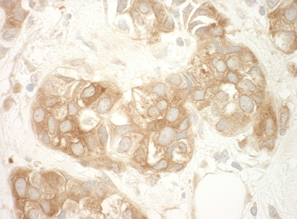 Immunohistochemistry (Formalin/PFA-fixed paraffin-embedded sections) - Anti-Vinculin antibody - Loading Control (AB91459), expandable thumbnail