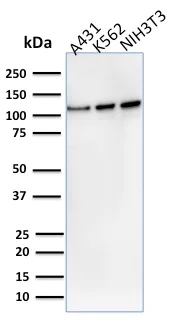 Western blot - Anti-Vinculin antibody [VCL/2575] - BSA and Azide free (AB269690)