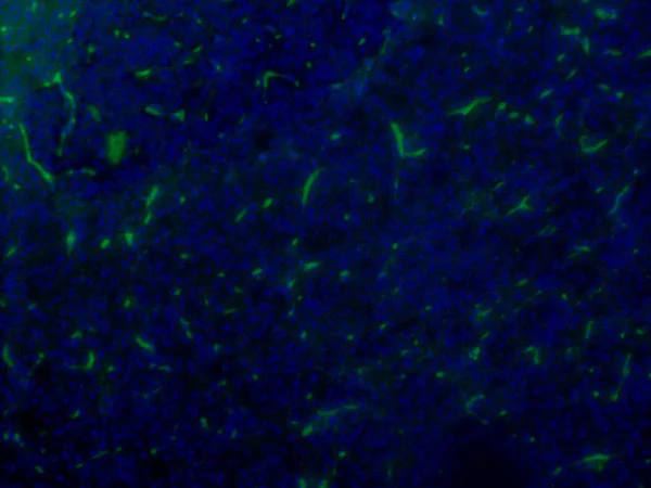 Immunohistochemistry (Formalin/PFA-fixed paraffin-embedded sections) - Anti-VIP antibody [02] (AB30680)