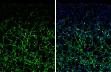 Immunohistochemistry (Frozen sections) - Anti-VIP antibody - C-terminal (AB227603)