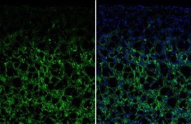 Immunohistochemistry (Frozen sections) - Anti-VIP antibody - C-terminal (AB227603)