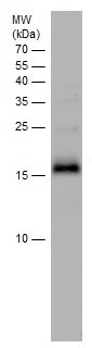 Western blot - Anti-VIP antibody - C-terminal (AB227603)