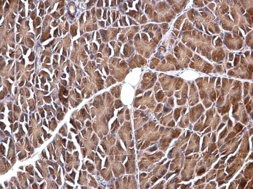 Immunohistochemistry (Formalin/PFA-fixed paraffin-embedded sections) - Anti-VIP antibody - C-terminal (AB227850)