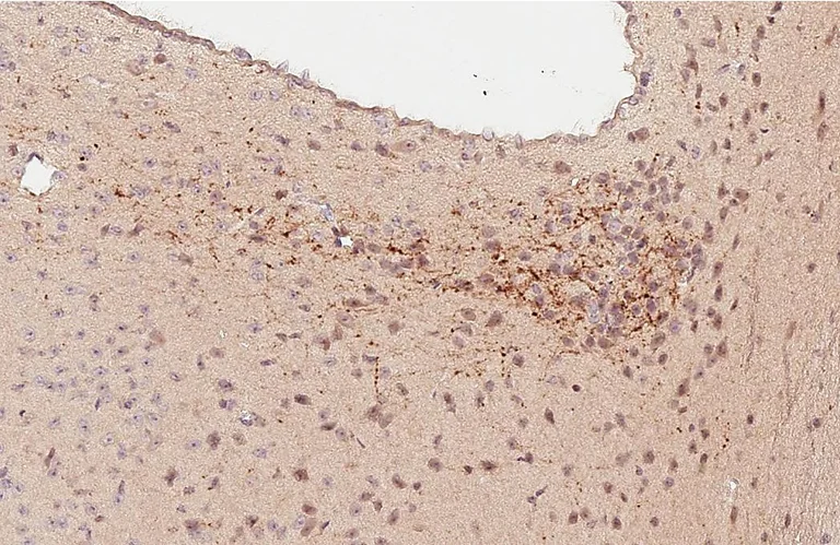 Immunohistochemistry (Formalin/PFA-fixed paraffin-embedded sections) - Anti-VIP antibody - C-terminal (AB227850)