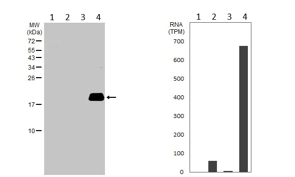Western blot - Anti-VIP antibody - C-terminal (AB227850)