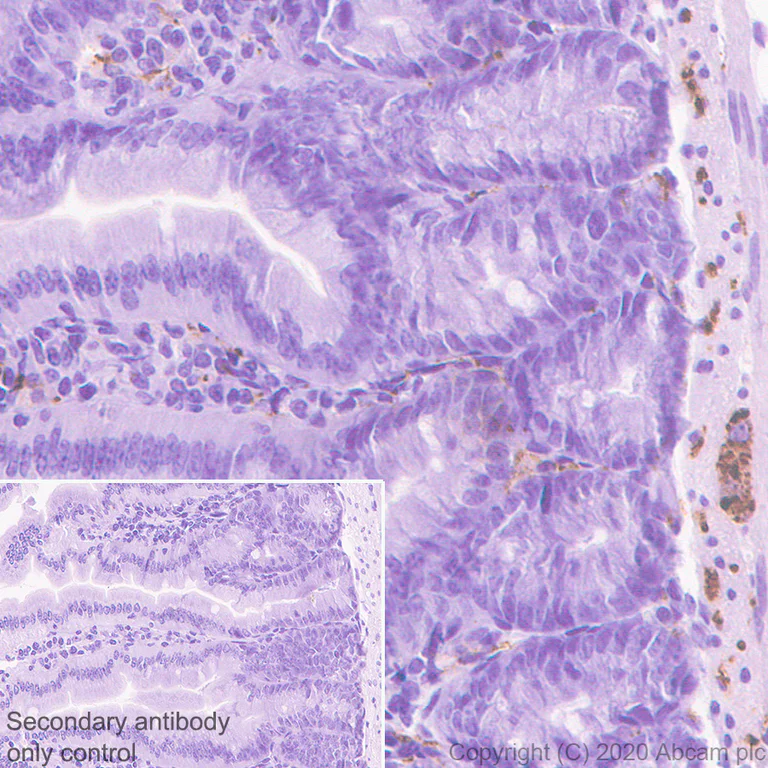 Immunohistochemistry (Formalin/PFA-fixed paraffin-embedded sections) - Anti-VIP antibody [EPR23288-43] (AB272726)