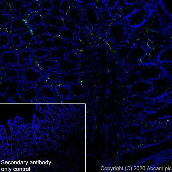 Immunohistochemistry (Frozen sections) - Anti-VIP antibody [EPR23288-43] (AB272726)