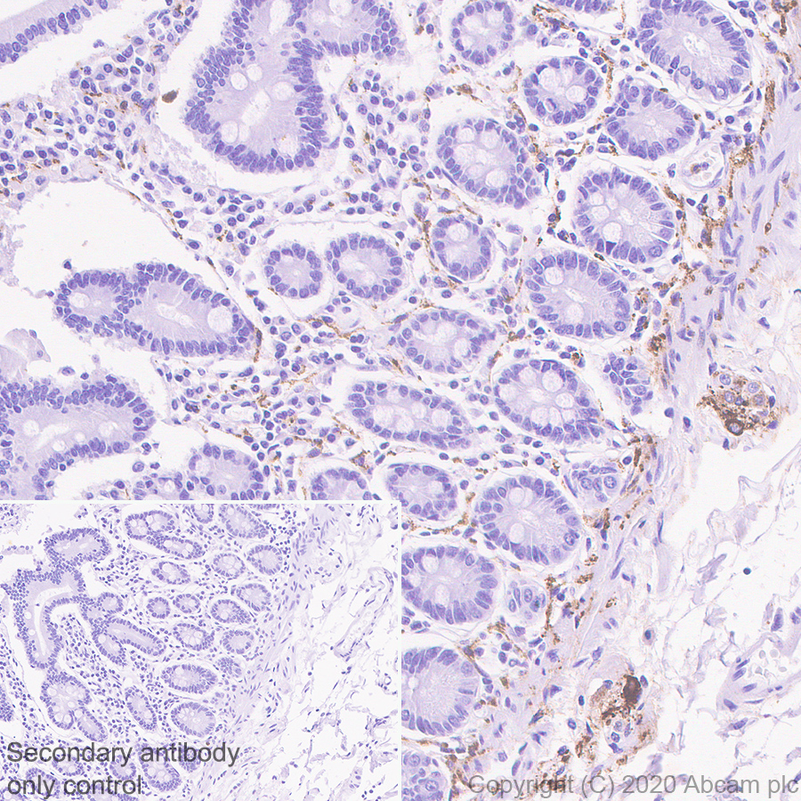 Immunohistochemistry (Formalin/PFA-fixed paraffin-embedded sections) - Anti-VIP antibody [EPR23288-43] - BSA and Azide free (AB273589), expandable thumbnail
