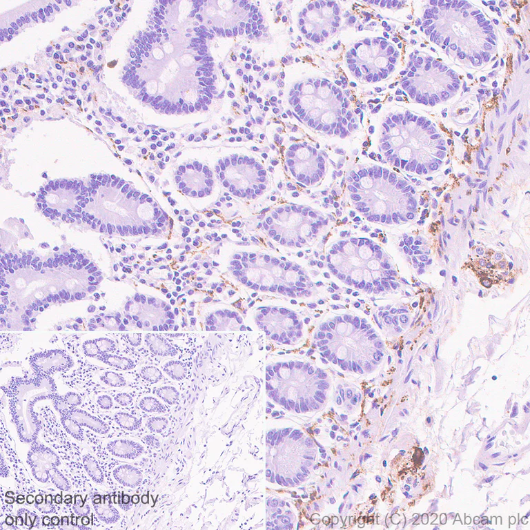 Immunohistochemistry (Formalin/PFA-fixed paraffin-embedded sections) - Anti-VIP antibody [EPR23288-43] - BSA and Azide free (AB273589)