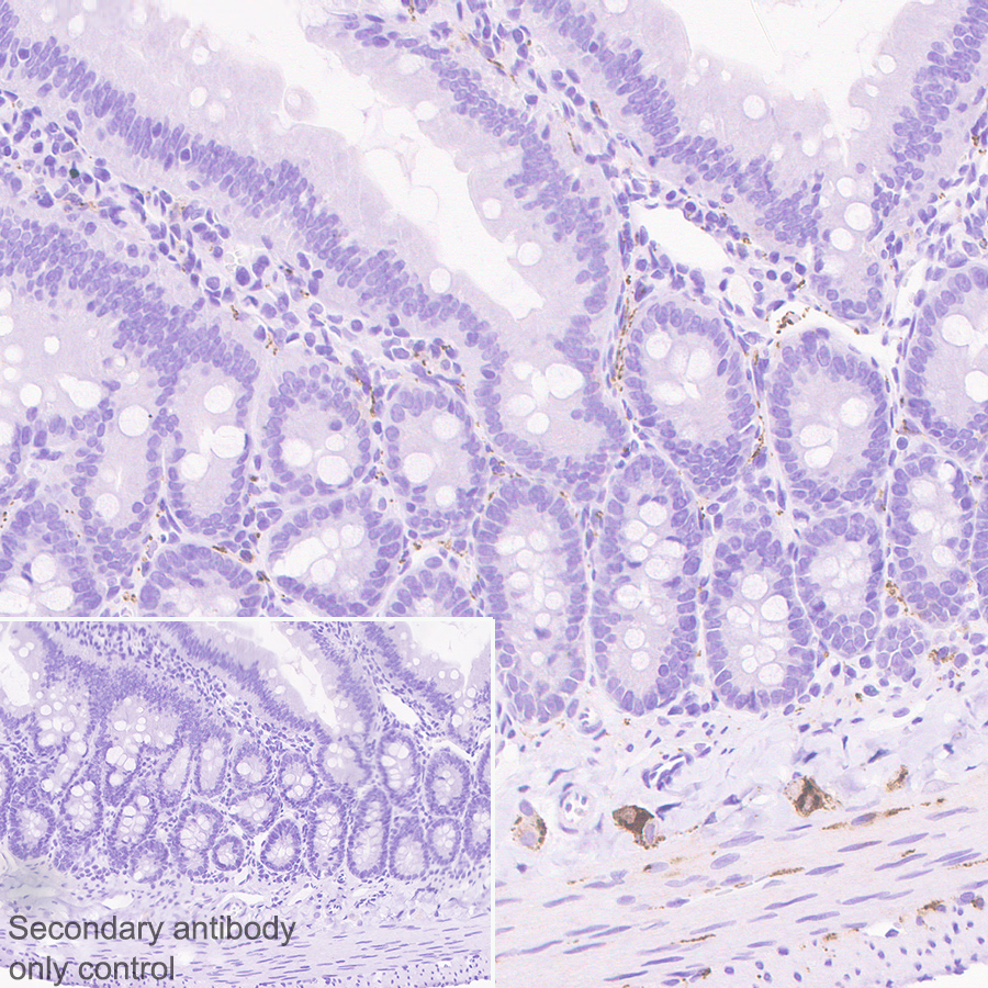Immunohistochemistry (Formalin/PFA-fixed paraffin-embedded sections) - Anti-VIP antibody [EPR23288-43] - BSA and Azide free (AB273589), expandable thumbnail