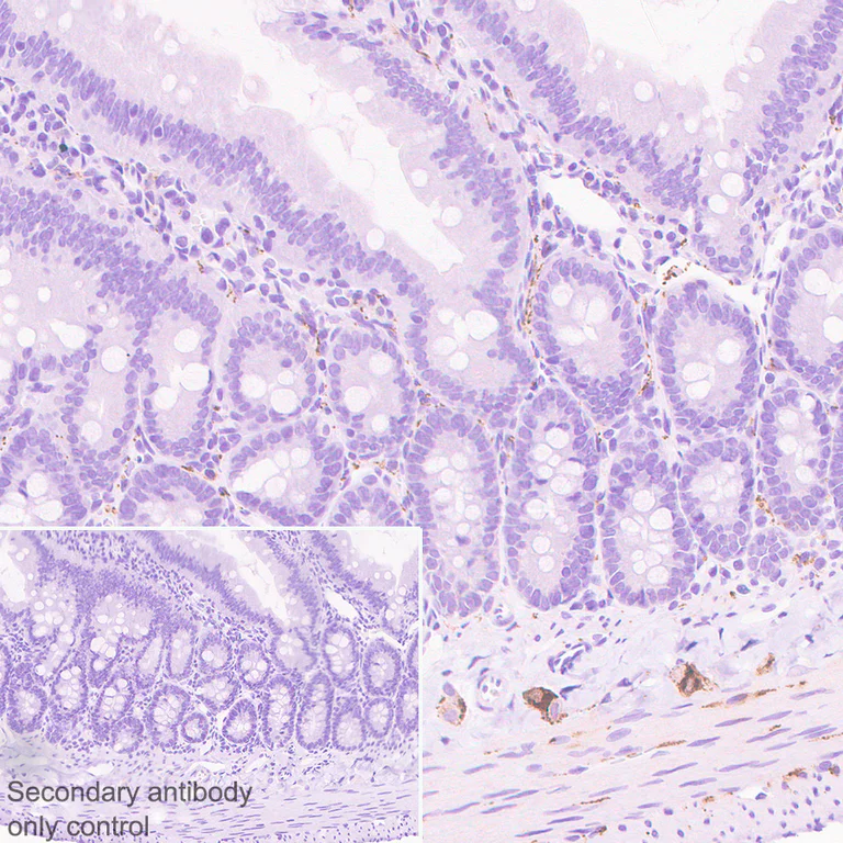 Immunohistochemistry (Formalin/PFA-fixed paraffin-embedded sections) - Anti-VIP antibody [EPR23288-43] - BSA and Azide free (AB273589)
