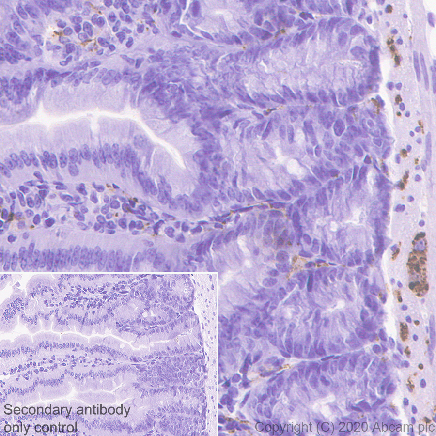 Immunohistochemistry (Formalin/PFA-fixed paraffin-embedded sections) - Anti-VIP antibody [EPR23288-43] - BSA and Azide free (AB273589), expandable thumbnail