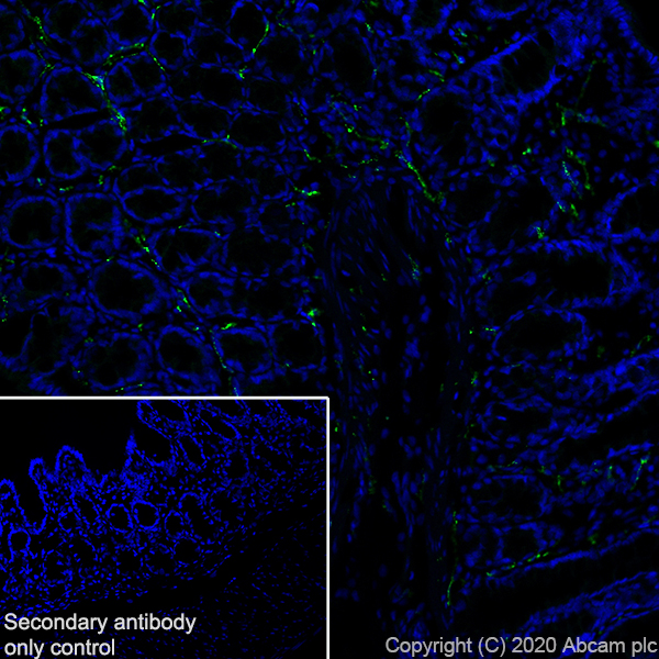 Immunohistochemistry (Frozen sections) - Anti-VIP antibody [EPR23288-43] - BSA and Azide free (AB273589), expandable thumbnail